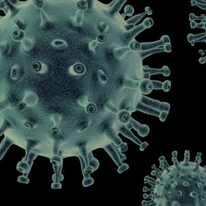 WHO Calls for Stronger Surveillance of H5N1 Bird Flu