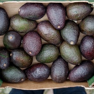 Mexico Tightens Standards for Agricultural Exports