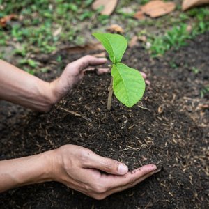 World Vision Mexico Completed Reforestation Project in Acapulco