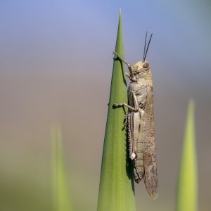 Mexico Strengthens Efforts to Control Central American Locust