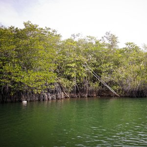 Mexico Joins Global Initiative to Restore Mangroves