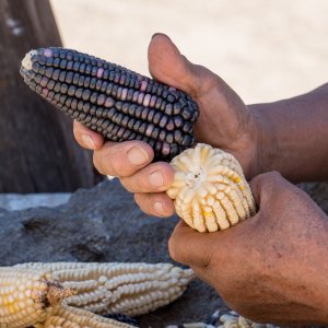 State of Mexico Assigns MX$3.5 Million to Native Corn Producers