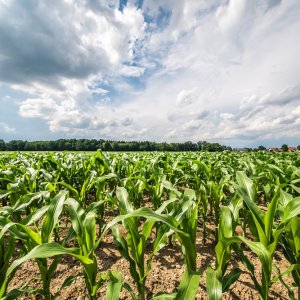 Grasslands Enters Mexico with New Subsidiary in Queretaro