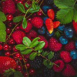 Mexican Berry Exports Grow as Demand for Healthy Foods Increases
