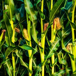 Mexico to Invest Over MX$80 Billion in Small-Scale Farming