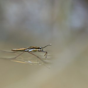 Mexico Advances Malaria Elimination as Global Efforts Expand