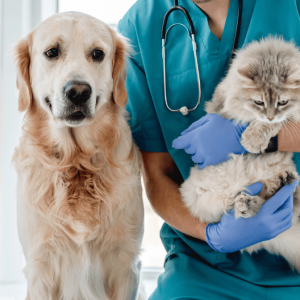 Simi Pet Care: New Player in Mexico’s Growing Vet Market 