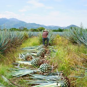 Casa Herradura Expands in Jalisco With Focus on Sustainability