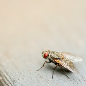 Mexico Deploys Sterile Flies to Fight Livestock Screwworm
