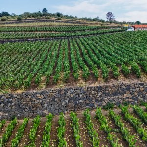 Mexico City Declares Agricultural Terraces Cultural Heritage