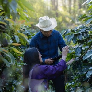 Starbucks Launches Coffee Plant Donation Program