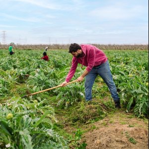 Trump Considers Action to Shield Undocumented Farm Workers