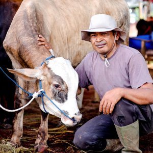 Mexico Reinforces Beef Sector, Livestock Disease Control