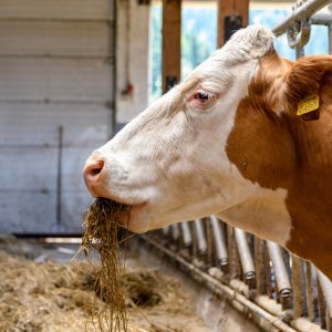 Mexico Launches Methane Reduction Strategy for Livestock