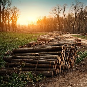 Mexico, UNDP to Combat Illegal Logging