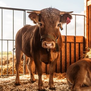 Latin America Discusses Sustainable Livestock at Regional Meeting