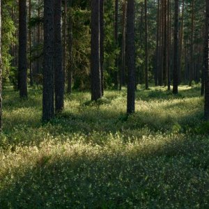 Heineken, Azteca to Plant 1,000 Trees in CDMX Park