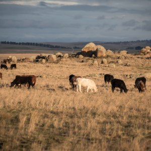 Mexico, US Agree on Phased Reopening of Cattle Border