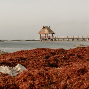 Quintana Roo May Launch Sargassum Circular Economy Park