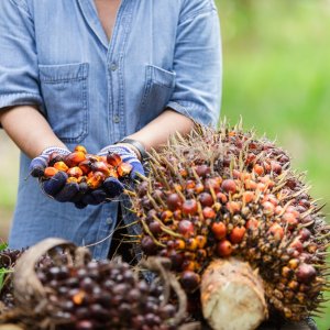 RSPO Connects Buyers With Palm Oil Producers in Peru