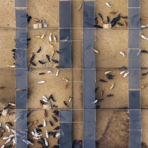 Mexico to Hire 100 Specialists to Combat Cattle Screwworm