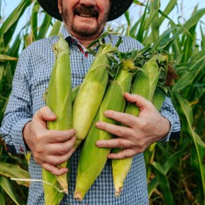 Mexico Targets 25Mt of White Corn Production by 2030