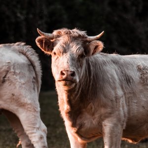 Mexico, US Sign Agreement to Control Cattle Screwworm