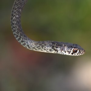 Latin America Works to Prevent Deaths Caused by Venomous Animals