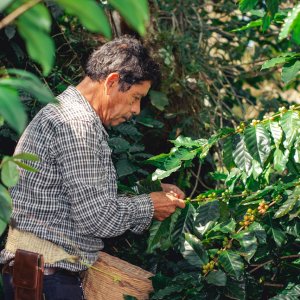 Chiapas Program Connects Coffee, Bees for Conservation