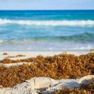 Quintana Roo Launches First Sargassum Monitoring Center
