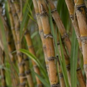 Mexico Promotes Sugarcane Sector, Biofuel Development