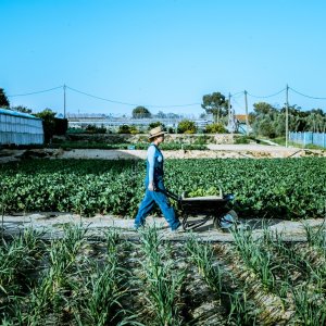 Mexico Reports 2024–2025 Agricultural Achievements, Goals