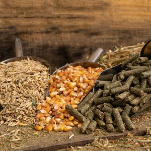 Mexico Feed Output to Rise 2% in 2025, Imports Surpass Local