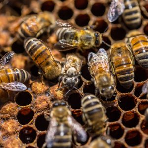 Mexico Takes Action to Prevent the Massive Loss of Bees
