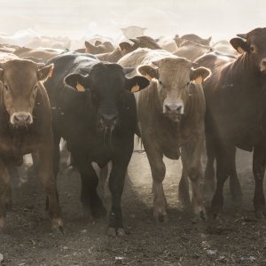 Mexico Advances Strategy to Combat Cattle Screwworm