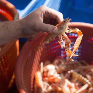 Mexico Trains Shrimp Sector on Turtle, Fish Exclusion Devices