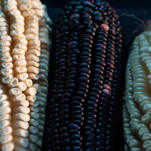 Mexican Corn Producers Demand Guaranteed Price Amid Crisis
