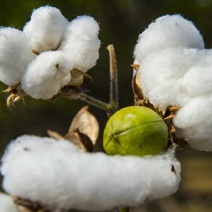 Cotton Producers Seek Meeting With SADER Over Seed Access