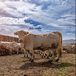 Mexico Restricts Cattle Imports to Prevent Spread of Screwworm