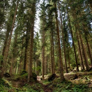 FAO Forest Commission Defines Action Plan for Latin America