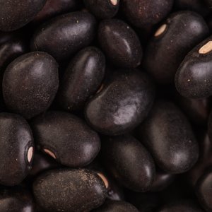 Zacatecas Highlights Bean Crop Advances 