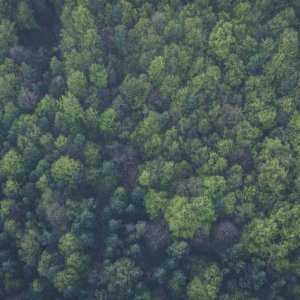 ANPACT Leads 4th Reforestation Drive, 600 Trees Planted