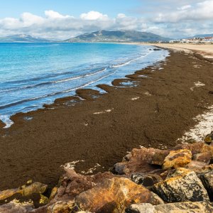 Mexico, EU Strengthen Sargassum Circular Economy Cooperation