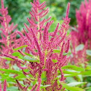 Mexico Advances Sustainable Amaranth Production 