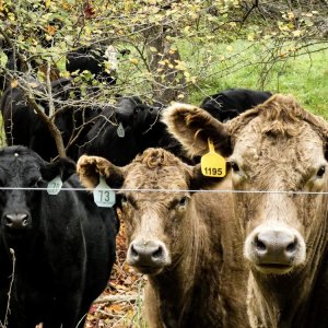 Mexico Seeks Deal to End US Cattle Import Blockade