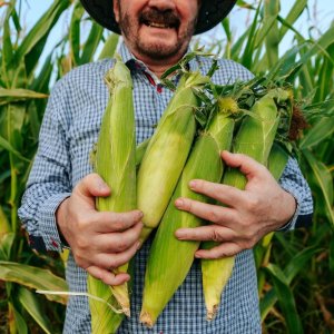 SADER Reaches Agreement With Bajio Corn Producers