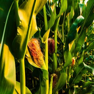 Mexican Farmers Launch National Strike Over Corn Prices