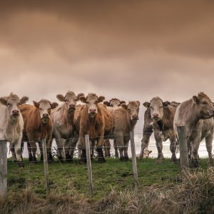 GBG Cases Drop 28%: SADER, USDA