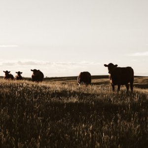 Texas Calls for Reopening Border to Mexican Cattle