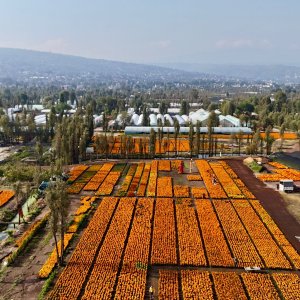 Mexico City Farmers Sell 93% of Cempasuchil Crop